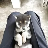 柴犬(標準サイズ)