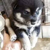 柴犬(標準サイズ)