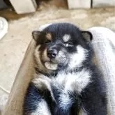 柴犬(標準サイズ)【愛媛県・女の子・2025年7月26日・黒】の写真2「たんのはっきりしている綺麗な雌です。」