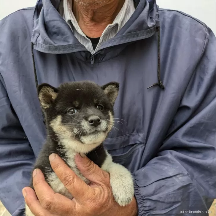 ID:2410-04623の子犬
