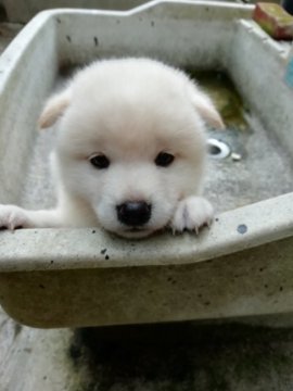 柴犬(標準サイズ)【愛媛県・女の子・2019年6月20日・白】の写真「優良血統の子犬です。白くてぬいぐるみのようです。」