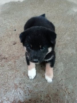 柴犬(標準サイズ)【愛媛県・男の子・2019年6月30日・黒】の写真「優良血統の子犬です。食欲も旺盛です。現在」