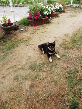 柴犬(標準サイズ)【愛媛県・女の子・2019年6月30日・黒】の写真「とても可愛い女の子です。食欲も旺盛です。」