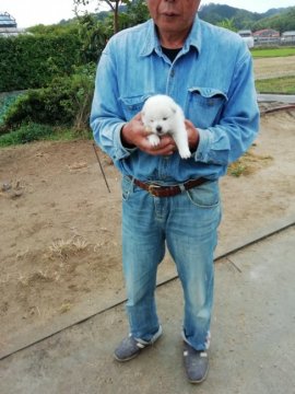 柴犬(標準サイズ)【愛媛県・女の子・2018年10月23日・白】の写真「可愛い子犬です。」
