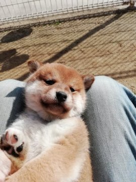 柴犬(標準サイズ)【愛媛県・女の子・2018年10月21日・赤柴でかわいおんなのこです。】の写真「両親犬は温厚で赤柴です。」