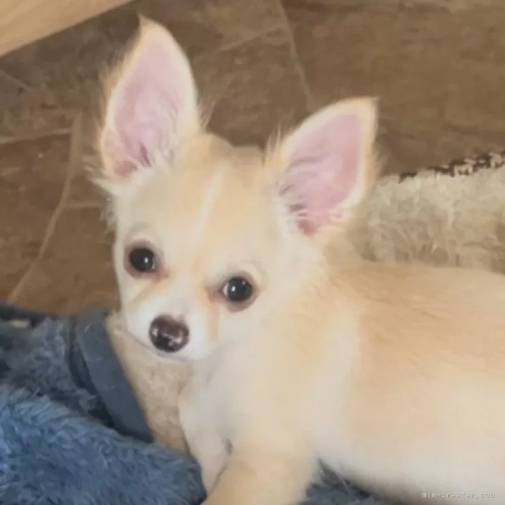 I.N 様のお迎えした子犬