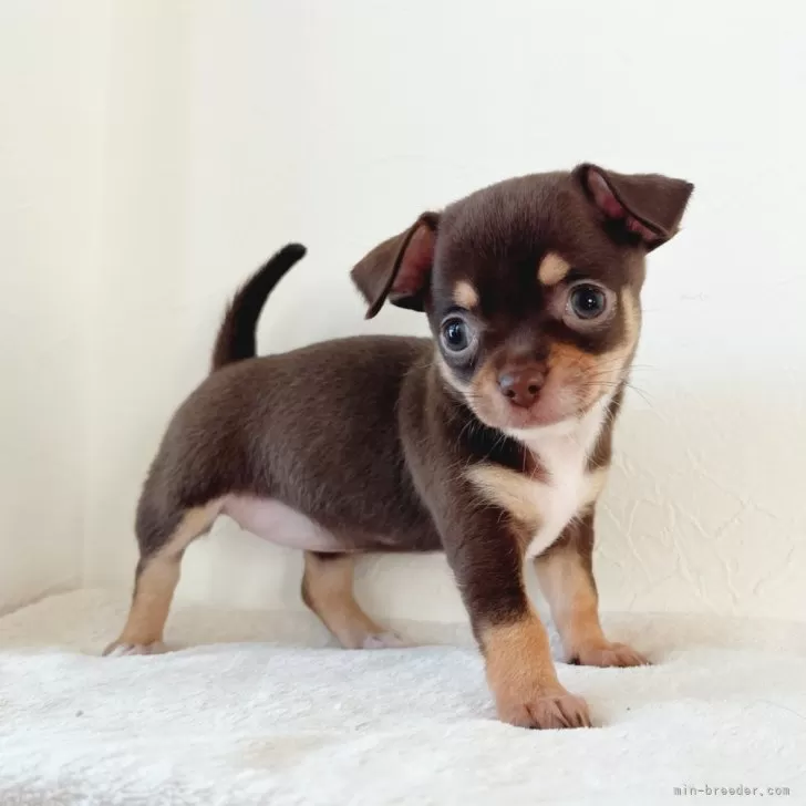 ID：2411-02587の子犬