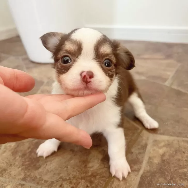 チョコ 様のお迎えした子犬