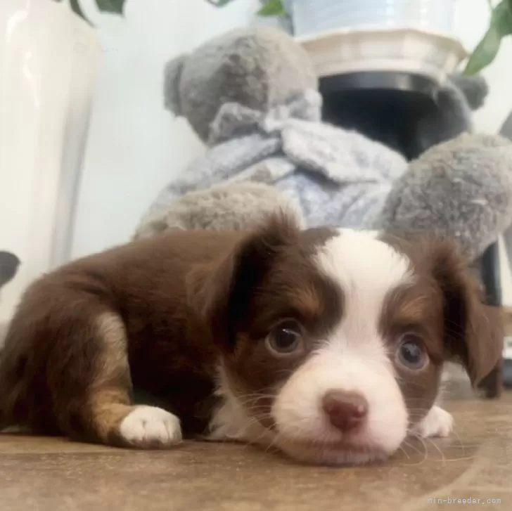 チワワ(ロング)【千葉県・男の子・2025年9月17日・チョコタン&amp;ホワイト】の写真1