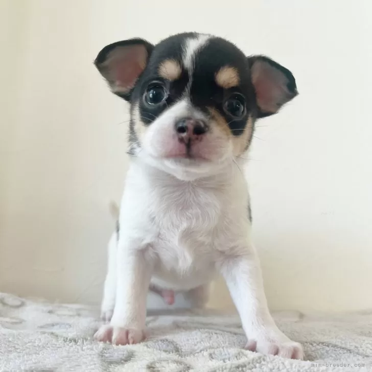ID:2501-04449の子犬