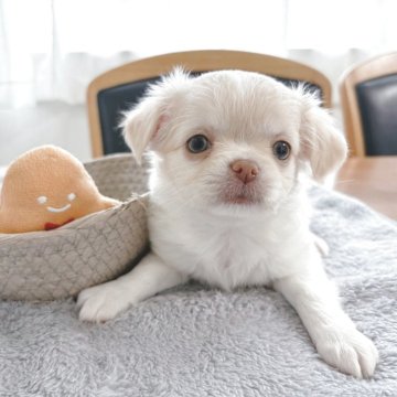 チワワ(ロング)【千葉県・女の子・2025年11月5日・フォーン】の写真「ころふわ女の子」