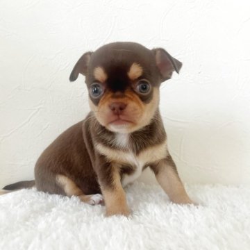 チワワ(スムース)【千葉県・男の子・2025年3月24日・チョコタン&ホワイト】の写真「可愛い男の子♡」