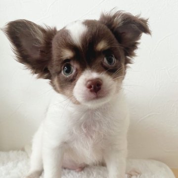 チワワ(ロング)【千葉県・男の子・2025年5月20日・ホワイト&チョコタン】の写真「可愛い男の子♡」