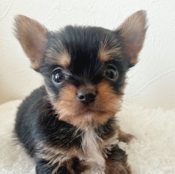 ミックス(ヨークシャーテリア×チワワ)【千葉県・男の子・2025年9月28日・スチールブルー&タン】の写真「可愛い男の子♡」