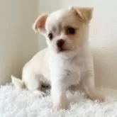 チワワ(ロング)