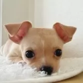 チワワ(スムース)