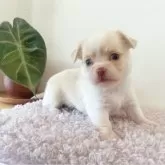 チワワ(ロング)
