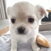 チワワ(ロング)