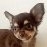 チワワ(ロング)