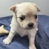 チワワ(ロング)