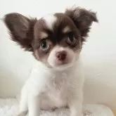 チワワ(ロング)