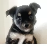 チワワ(ロング)【千葉県・男の子・2025年9月17日・ブラックタン】の写真1