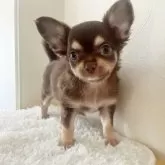 チワワ(ロング)
