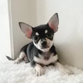 チワワ(スムース)