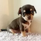 チワワ(スムース)【千葉県・男の子・2025年4月21日・チョコタン】の写真3