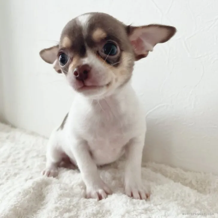 まろ 様のお迎えした子犬