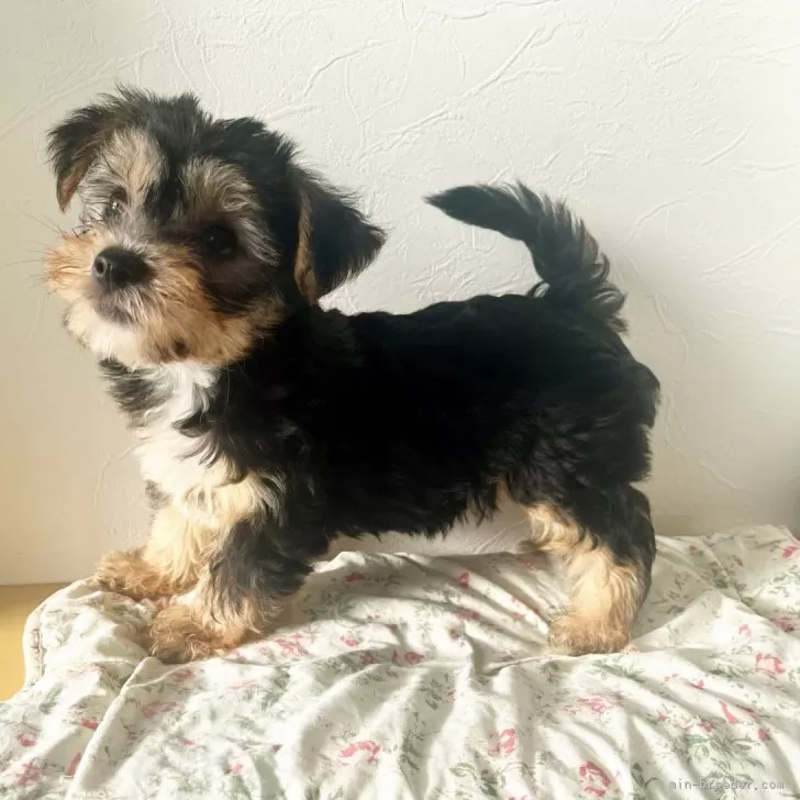 ID：2408-00451の子犬