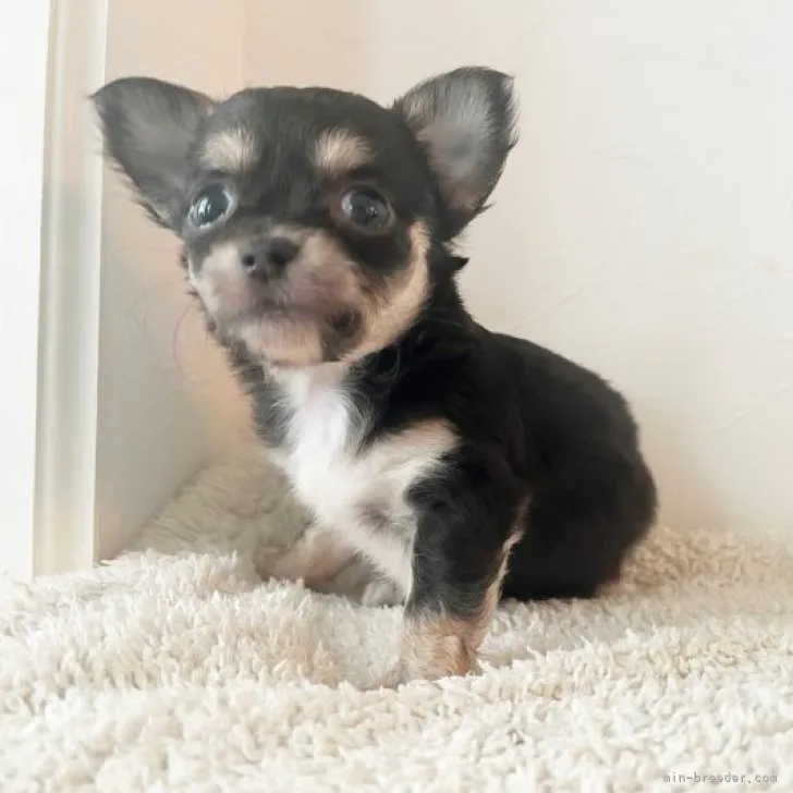 ID：2309-05001の子犬