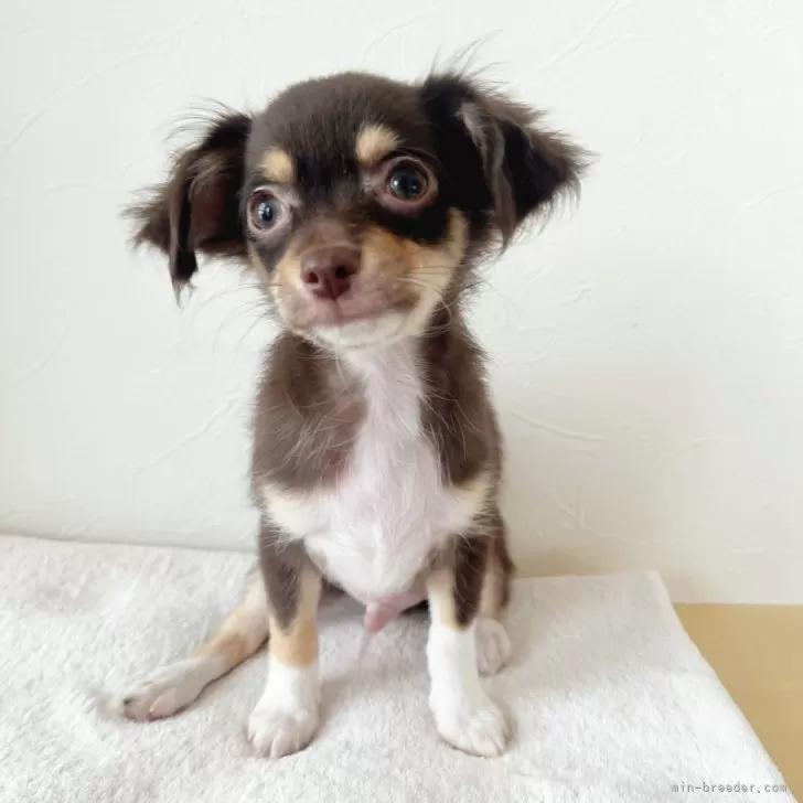 ろく 様のお迎えした子犬