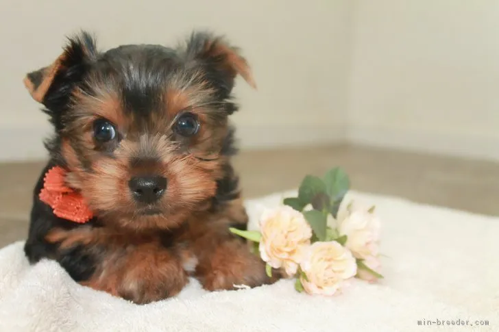 ID：1902-01962の子犬