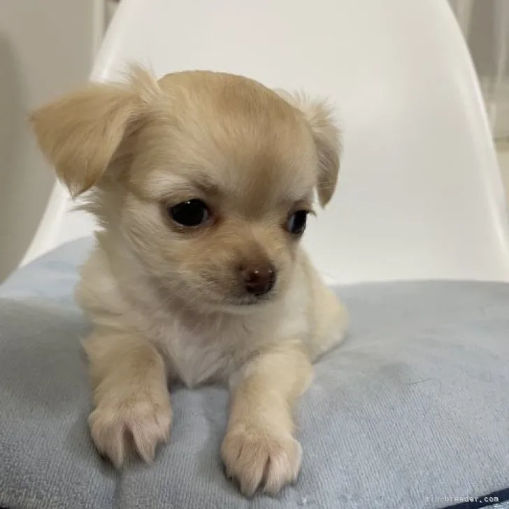 goodasay 様のお迎えした子犬