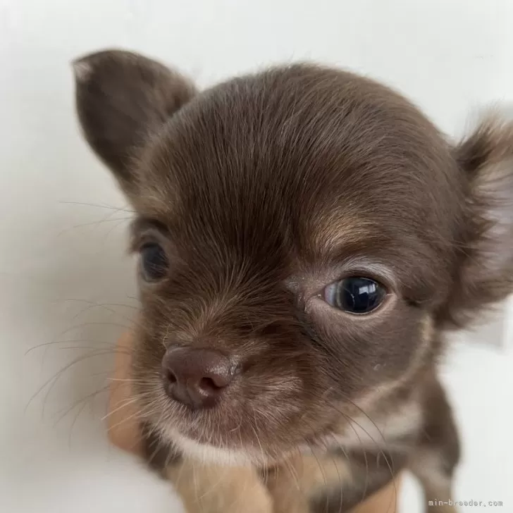 C.H 様のお迎えした子犬