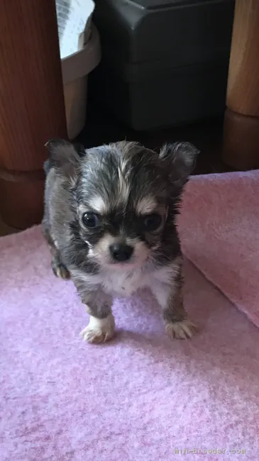 ID：2101-02314の子犬
