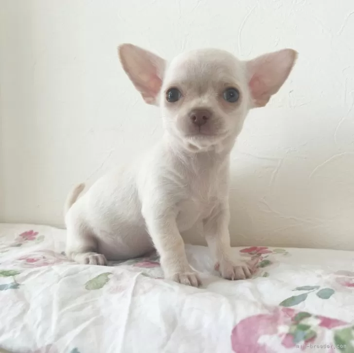 ID：2408-01425の子犬