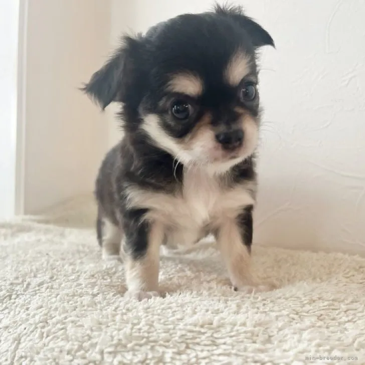 ID：2309-05245の子犬