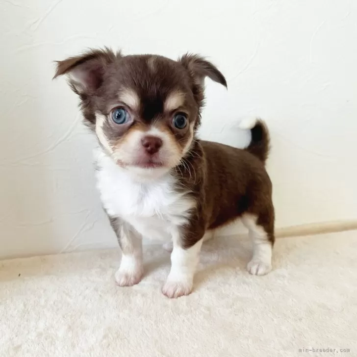 ID：2405-03109の子犬