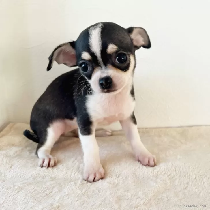 shu 様のお迎えした子犬