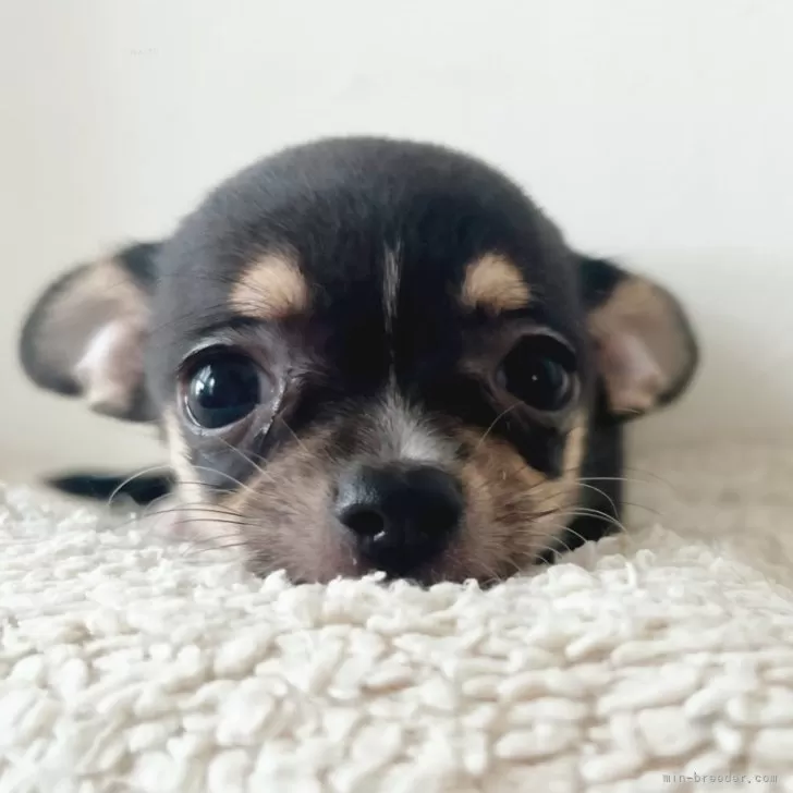 R.Ｉ 様のお迎えした子犬
