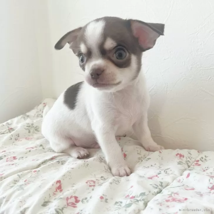 ゆっきい 様のお迎えした子犬
