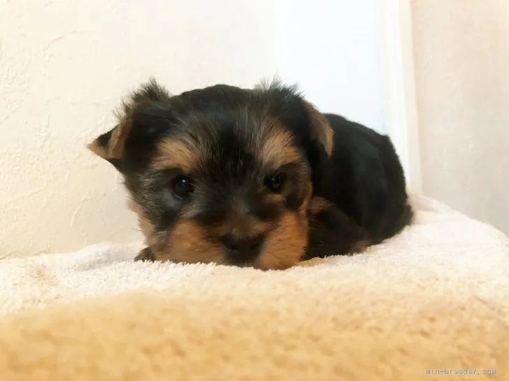 ID：2002-01683の子犬