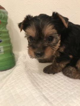 ヨークシャーテリア【千葉県・女の子・2020年2月24日・スチールブルー&タン】の写真「健康で可愛い女の子❤️」