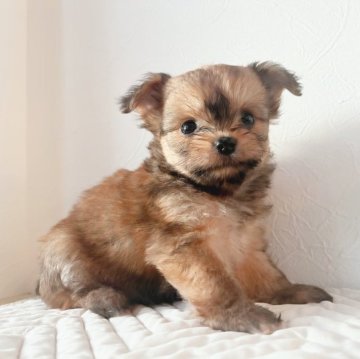 チワワ×ヨーキー【千葉県・男の子・2023年7月5日・フォーン】の写真「お顔立ち可愛いです♡」