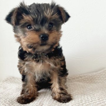 ヨークシャーテリア【千葉県・女の子・2023年1月20日・スチールブルー&タン】の写真「健康診断済み！可愛い女の子♡」