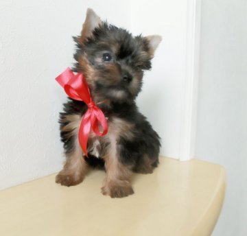 ヨークシャーテリア【千葉県・女の子・2018年5月11日・スティールブルー&タン】の写真「極小サイズ女の子☆」