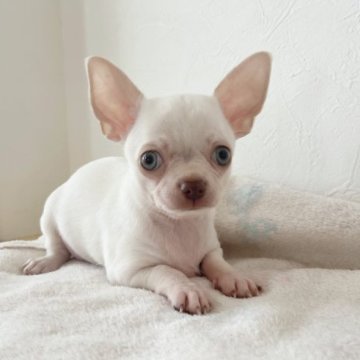 チワワ(スムース)【千葉県・男の子・2023年8月27日・ホワイト】の写真「両親遺伝子検査クリア♪健康診断済み！」