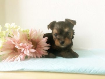 ヨークシャーテリア【千葉県・男の子・2019年8月29日・スチールブルー&タン】の写真「両親PRAクリア☆」